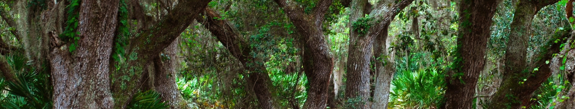 Sustainable Forest Management top banner