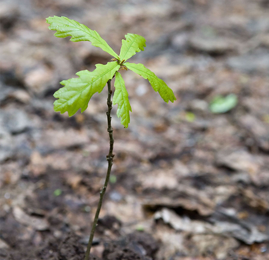 sustainable-forest-management