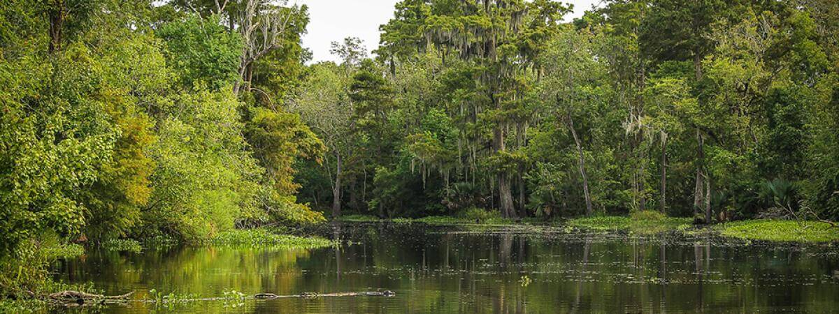 Bayou